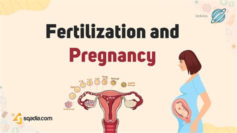 Pregnancy Plus Introduction .